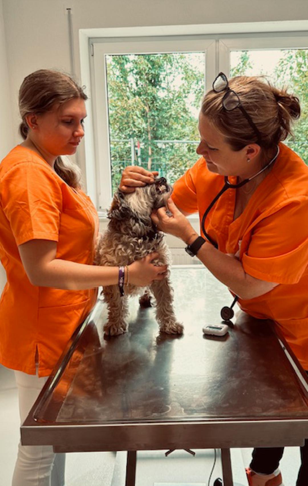 Kleintierpraxis Andrea Stepan in Wasseralfingen - unsere Vision